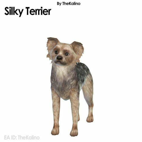 Silky Terrier At Kalino Sims 4 CC