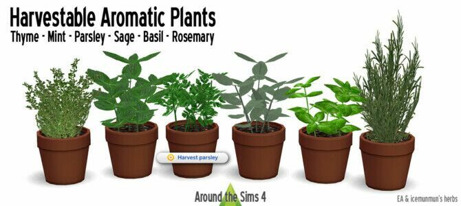 Aromatic Plants For Kitchen By Sandy Sims 4 CC