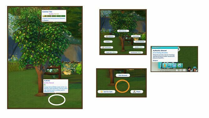 sims 4 cc harvestable almond at icemunmun 2