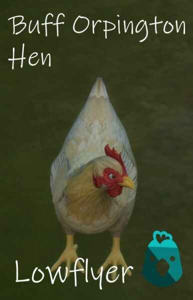 Real Breeds Buff Orpington HEN By Lowflyer Sims 4 CC