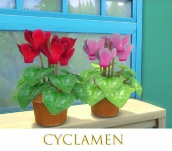 Cyclamen By Pocci Sims 4 CC