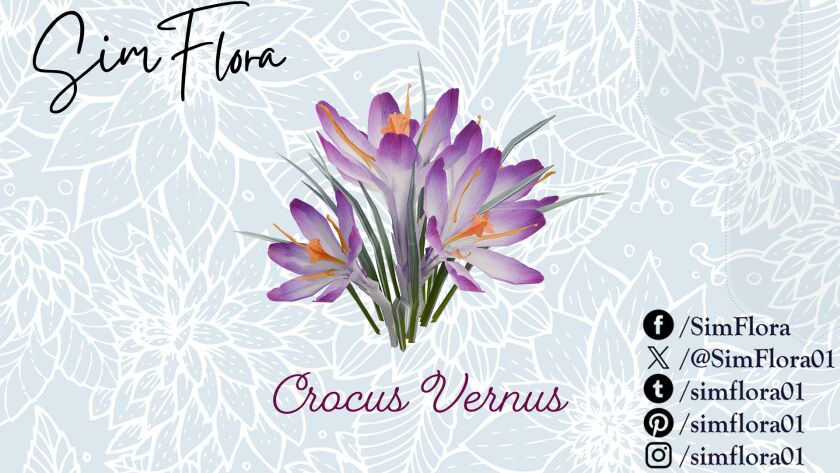 sims 4 cc crocus vernus 2