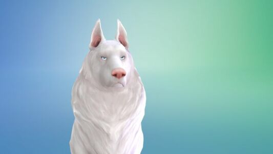 Transform Your Dog’s Ears with This Custom Model! Sims 4 CC